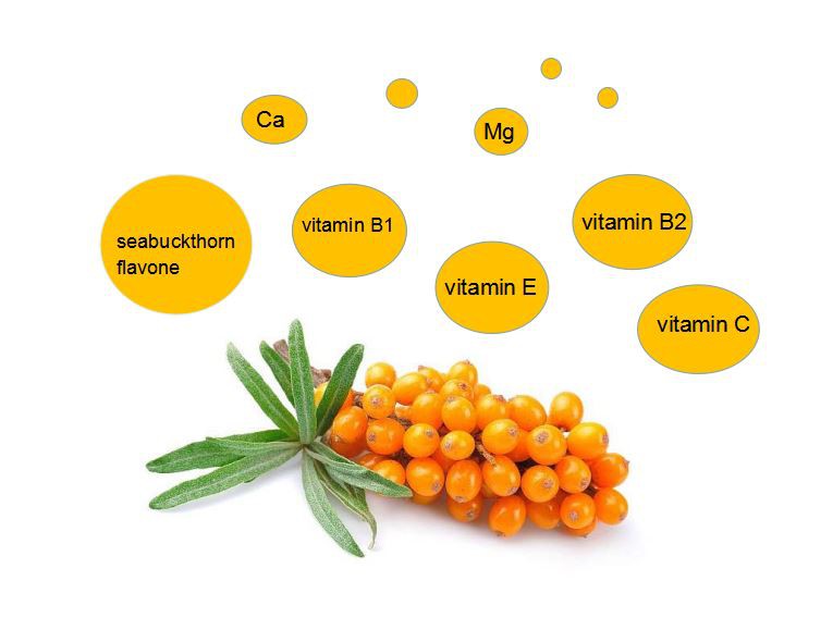 Seabuckthorn Extract
