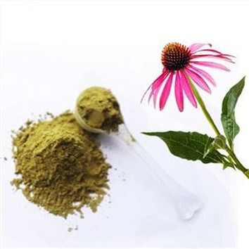 Echinacea Extract For Immunity