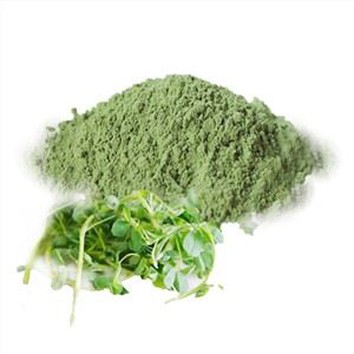 Medicago Sativa Powder